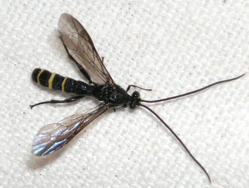 Metopius sp.